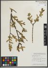 Foto von Salix myrtillifolia Anderson